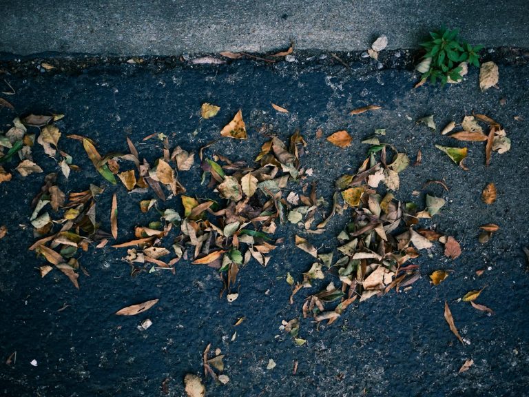 Fallen autumn leaves gathered along a driveway edge